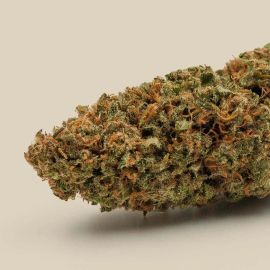 Fleurs de CBD Bio - Lemon Diesel Premium - Canebiera